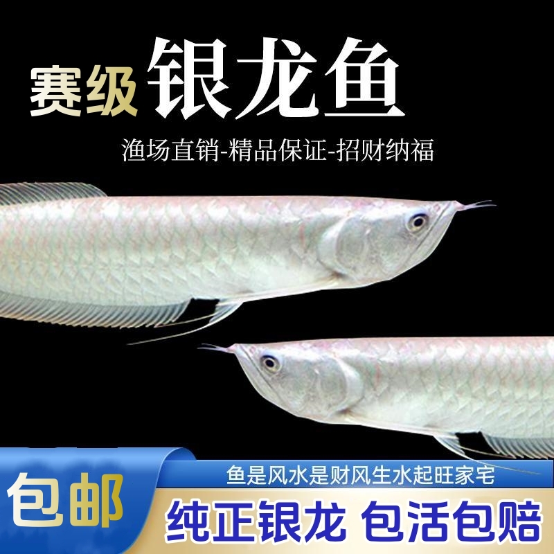 观赏鱼鱼缸银龙龙鱼苗幼苗5cm银龙苗10cm练手鱼招财龙鱼活体热带