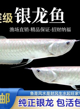 观赏鱼鱼缸银龙龙鱼苗幼苗5cm银龙苗10cm练手鱼招财龙鱼活体热带
