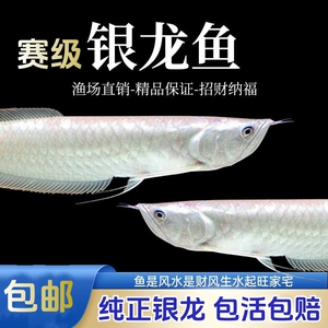 观赏鱼鱼缸银龙龙鱼苗幼苗5cm银龙苗10cm练手鱼招财龙鱼活体热带