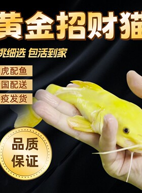 黄金招财猫鱼活体黄金猫鱼