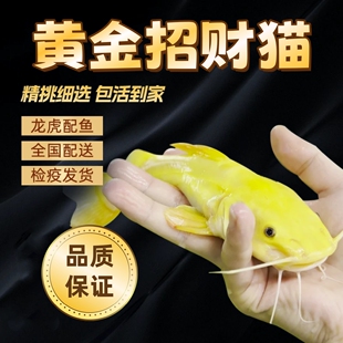 黄金招财猫鱼活体黄金猫底层鱼富贵金猫鱼黄金鲶鱼龙虎缸龙鱼配鱼
