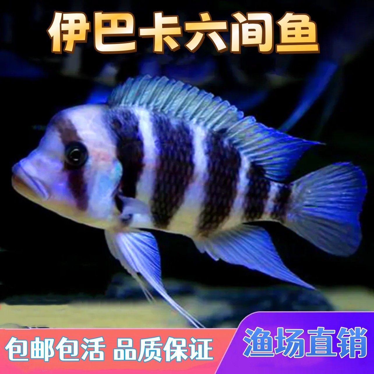伊巴卡鱼六间观赏鱼三湖慈鲷鱼萨伊蓝六间鱼马鲷热带观赏鱼活体