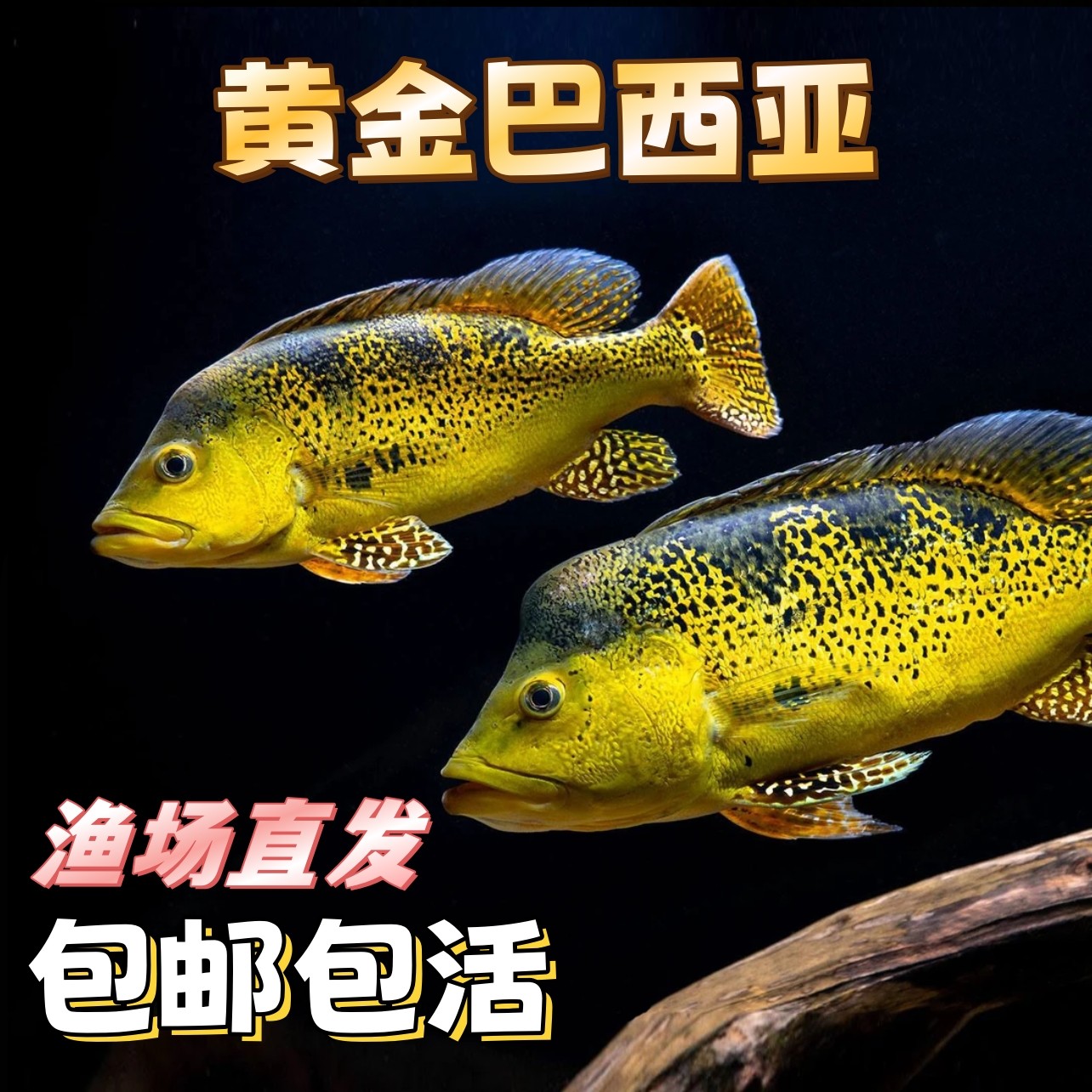 黄金巴西亚观赏鱼短身三间金帝王三间鱼蓝帆眼斑红老虎鱼龙鱼配鱼