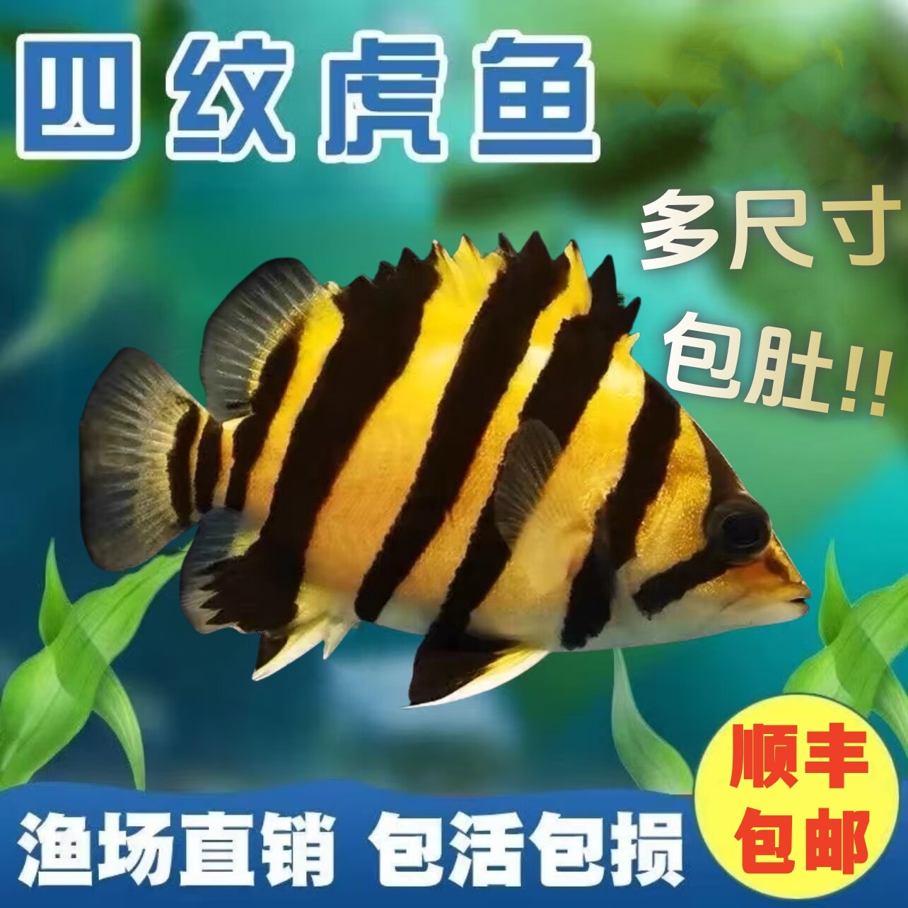 包肚围脖苏虎鱼幼苗虎鱼大型大尺寸四纹鱼苗练手10公分热带观赏鱼