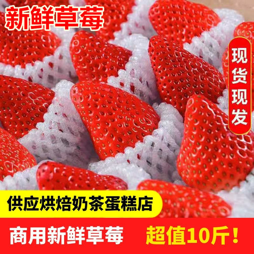 云南草莓新鲜10斤商用奶茶蛋糕