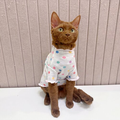 kalami德文猫衣服无毛猫宠物衣服弹力波点棉感花边柔软连领透气夏
