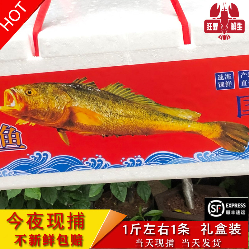今夜现捕半野生大黄鱼海鲜水产鲜活深海黄花鱼野化海鱼1斤礼盒装