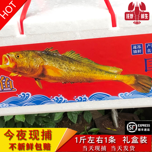 今夜现捕半野生大黄鱼海鲜水产鲜活深海黄花鱼野化海鱼1斤礼盒装