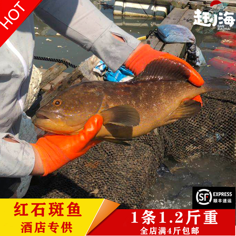 东海海捕海钓红石斑鱼高级石斑鱼红过鱼高端海鲜水产