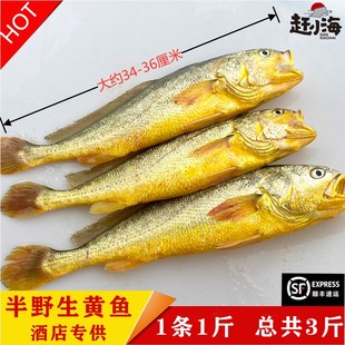 今夜现捕半野生大黄鱼海鲜水产鲜活黄花鱼鲜活海鱼1斤 三条 条