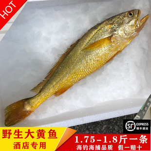 东海正宗野生大黄鱼海鲜水产鲜活海钓海捕天然黄花鱼海鱼礼盒1.8