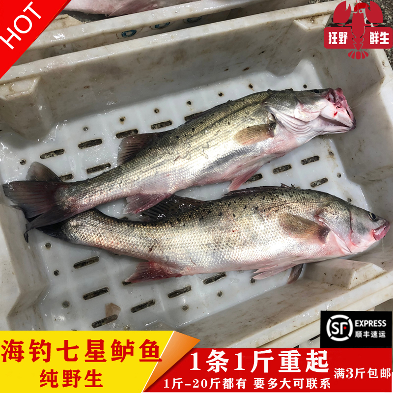 海钓正宗野生七星深海冰鲜海鲈鱼