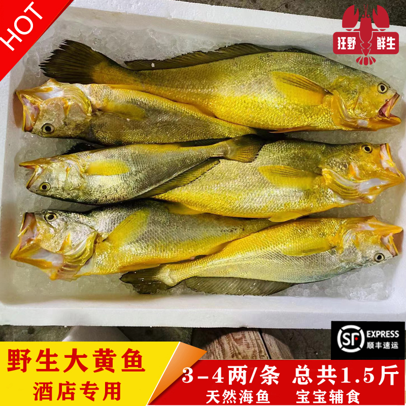 正宗纯野生鲜活海钓现捕大黄鱼
