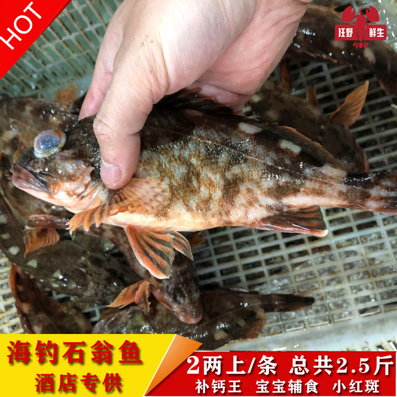 海钓鲜活2两上石翁鱼宝宝辅食天然小红斑虎头鱼补钙王石九公2.5斤