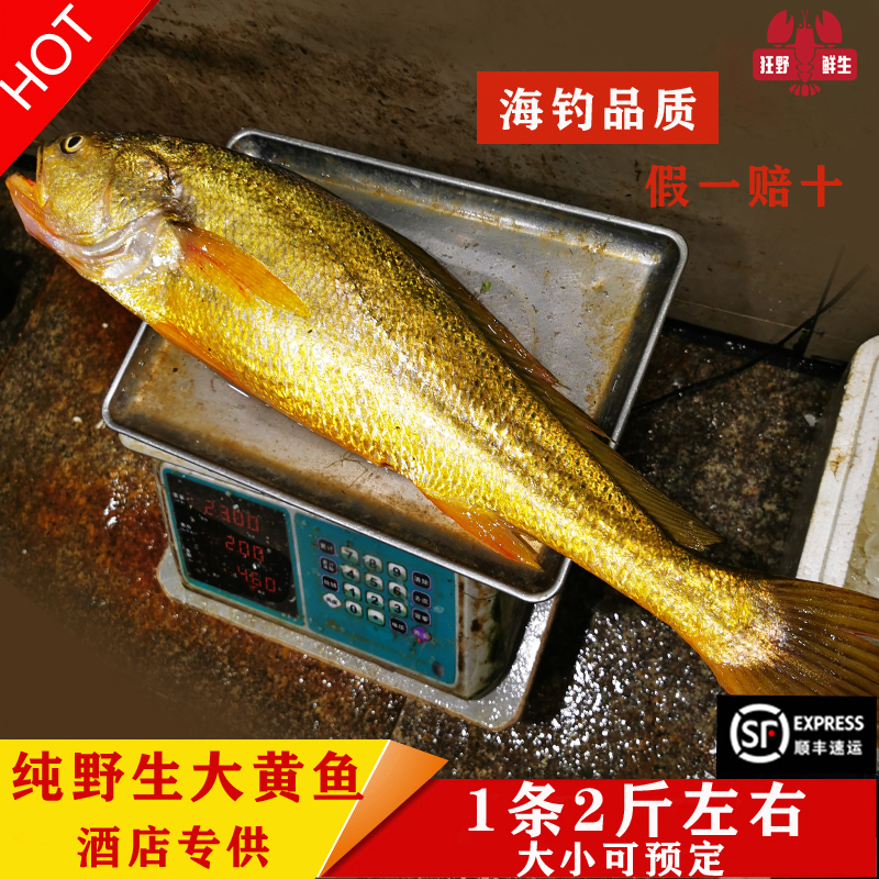 正宗海钓野生大黄鱼黄花鱼黄金