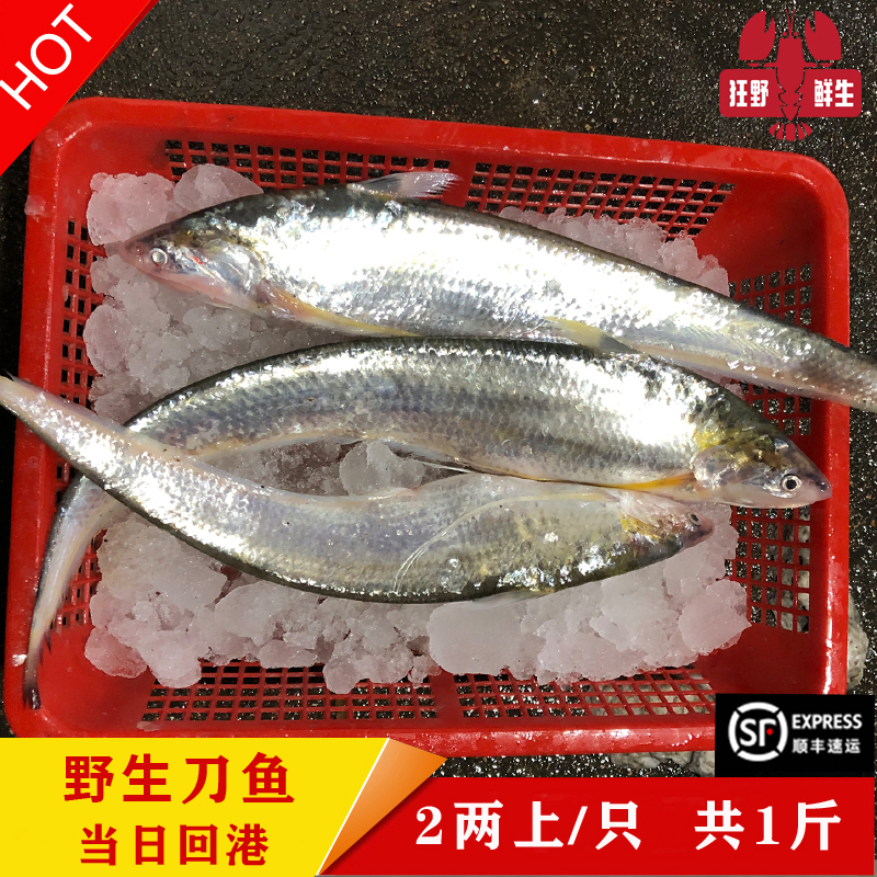 刀鱼新鲜现捕保证新鲜