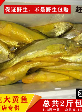 纯野生新鲜宝宝辅食大黄鱼