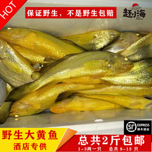 正宗纯野生大黄鱼海捕新鲜天然黄花鱼海鲜宝宝辅食1-3两/条共2斤
