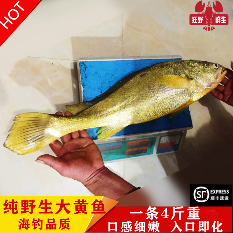黄花鱼大黄鱼黄瓜鱼新鲜