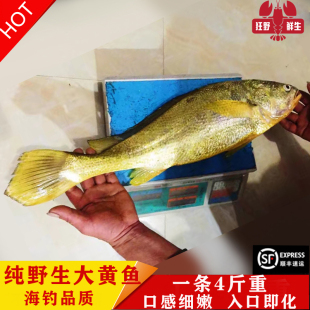 正宗海钓纯野生大黄鱼纯海捕天然黄花鱼黄瓜鱼黄金鱼会所送礼 4斤