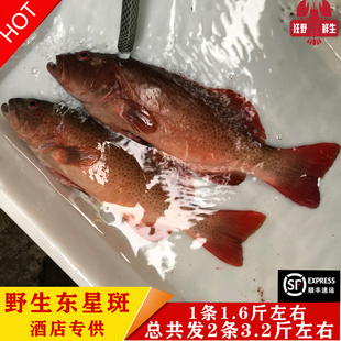 东海海捕深海东星斑海钓鲜活野生石斑鱼海鱼1条1.6斤共2条3.2斤