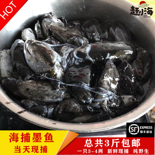 当天海捕海鲜水产鲜活新鲜墨鱼纯天然野生乌贼墨斗鱼目鱼花枝3斤