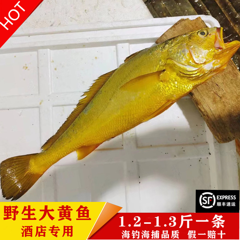 东海海钓正宗野生大黄鱼新鲜现捕天然黄花鱼海鱼礼盒1.2-1.3斤/条
