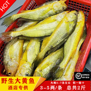 东海正宗野生大黄鱼海钓新鲜海捕海鲜纯天然黄花鱼宝宝辅食 共2斤