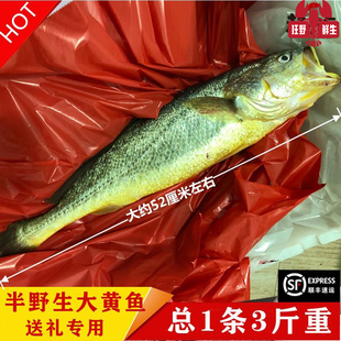 今夜现捕鲜活半野生大黄鱼3斤深海黄花鱼野养黄瓜鱼送礼海鲜礼盒