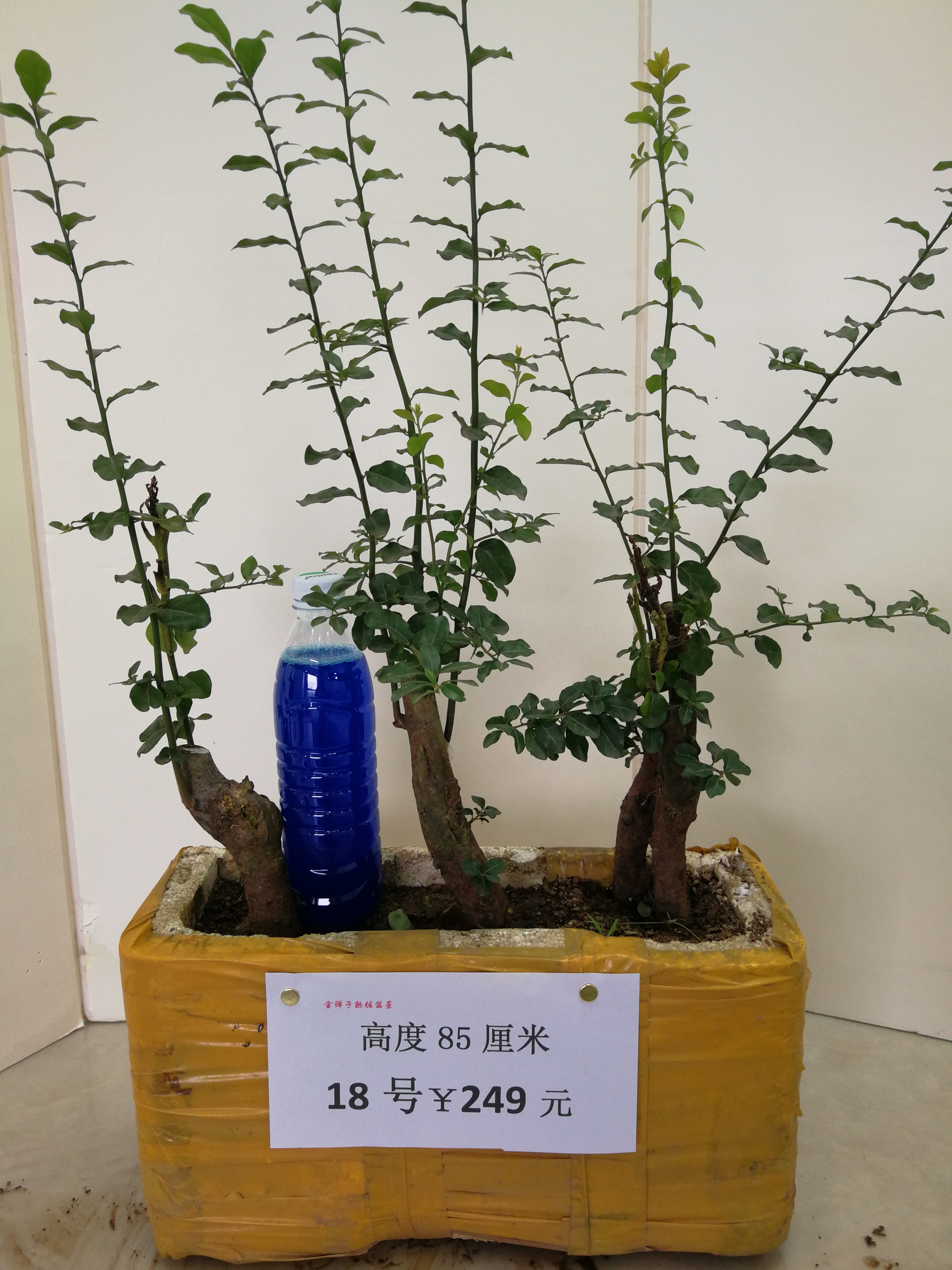 1号-19号 金弹子熟桩园艺原生桩怪桩丛林带坨盆景