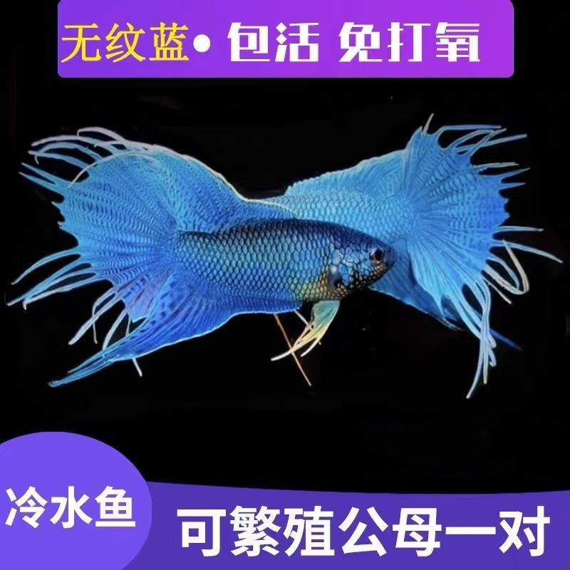 正宗中国无纹蓝斗鱼幼鱼冷水淡水观赏鱼包活免打氧可繁殖公母一对