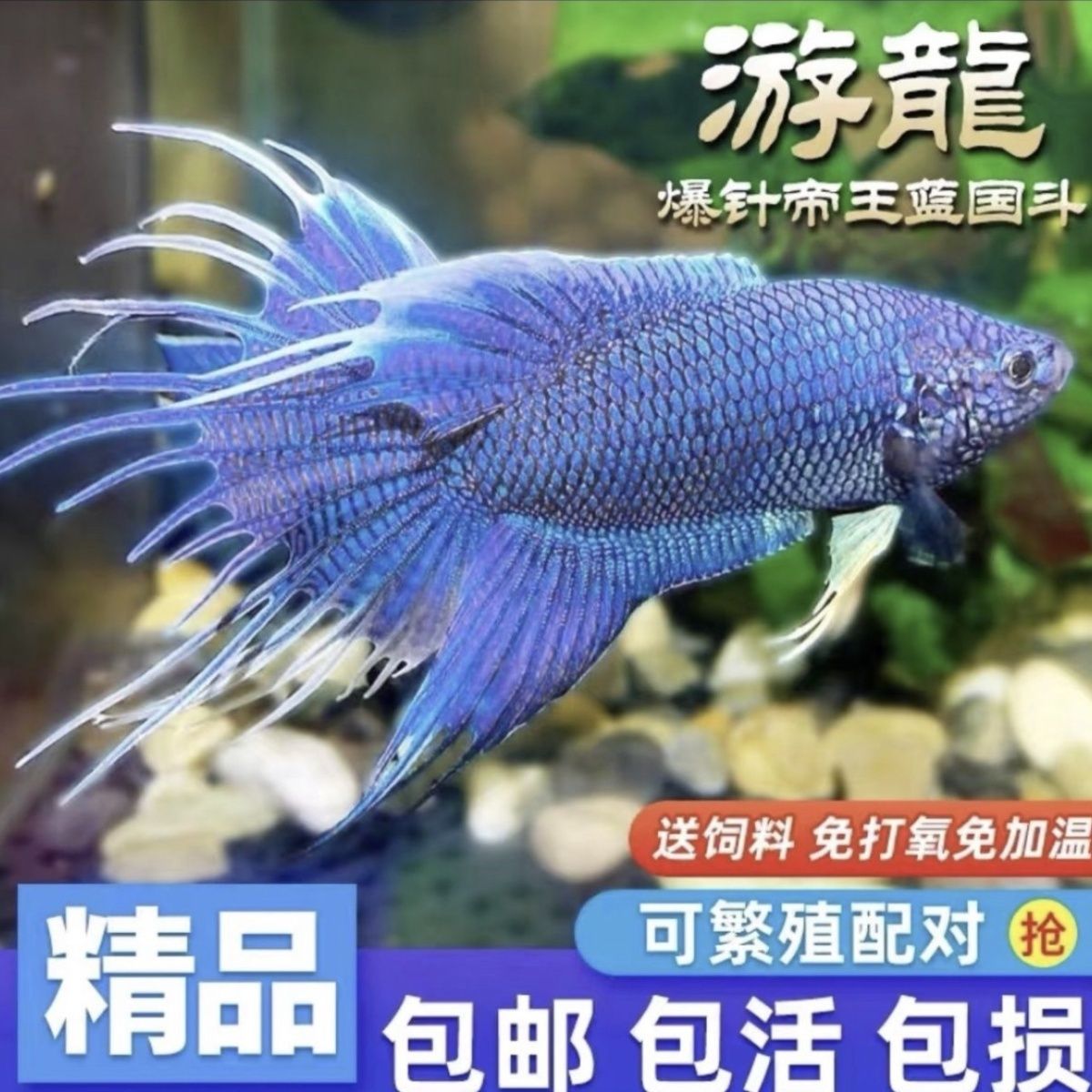 无纹蓝国斗中华游龙长尾斗鱼活鱼幼鱼淡水观赏鱼新手易养包邮包活