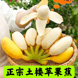 土楼苹果蕉正宗新鲜小米蕉10斤水果当季 自然熟甜糯海南水果黄芭蕉