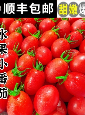 西红柿小番茄5斤圣女果新鲜水果千禧红色樱桃柿子生吃自然熟蔬菜