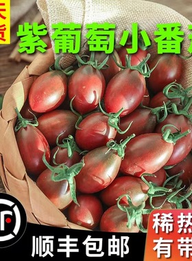 福建子紫弹头番茄5斤紫葡萄迷彩小西红柿新鲜水果孕妇清甜圣女果