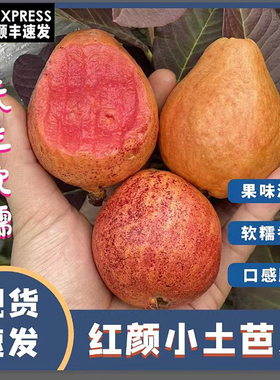 漳州树上熟小土芭乐香软红白心黄金番石榴胭脂红 5斤新鲜孕妇水果