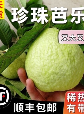 台湾番石榴5斤福建漳州珍珠白心芭乐 新鲜热带水果 清脆现摘石榴