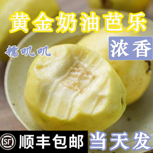 顺丰包邮！香甜软糯！奶油芭乐