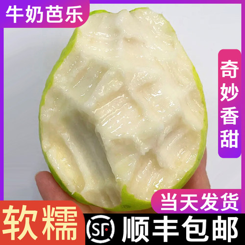 现货速发软糯白芭乐公认美白水果