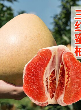 2023新柚|柚子界天花板|平和蜜柚