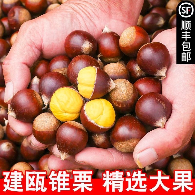 顺丰包邮建瓯锥栗生板栗新鲜野生油栗子高山农家现摘圆锥形毛栗子