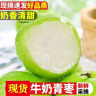 牛奶大青枣5斤 现摘现发脆枣 新鲜水果冬枣子台湾贵妃苹果蜜枣当季