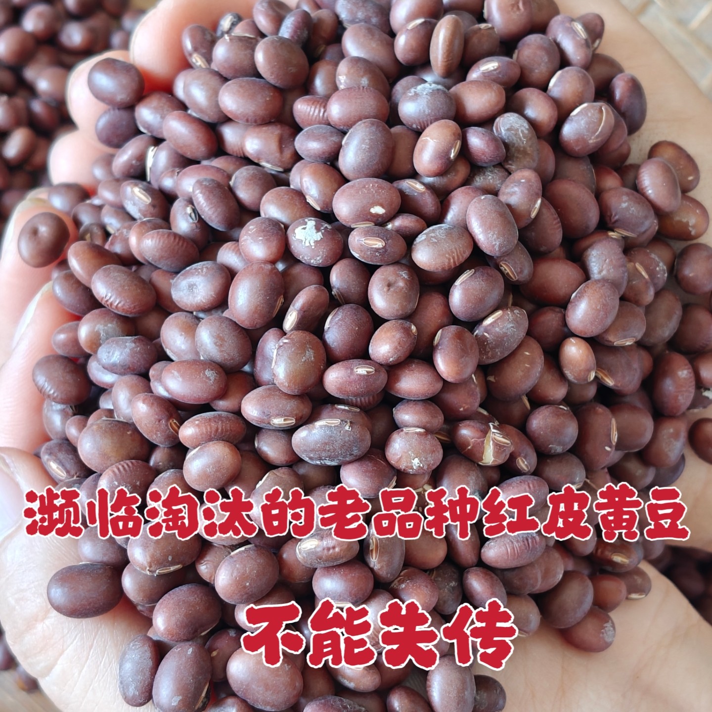 25年新豆农家老品种小粒红皮黄豆农家自种非转基因本地黄豆下饭菜