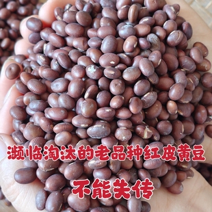 25年新豆农家老品种小粒红皮黄豆农家自种非转基因本地黄豆下饭菜
