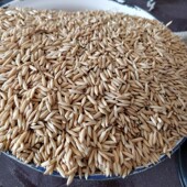 水稻稻谷农家干稻子一季 稻带壳稻谷人吃食用2025年大米酿酒碾米用