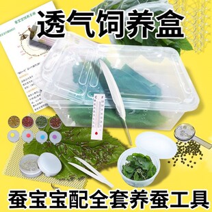 大号养蚕宝宝学生盒科学白蚕孵化盒饲养桑叶套餐蚕儿童蚕卵金丝