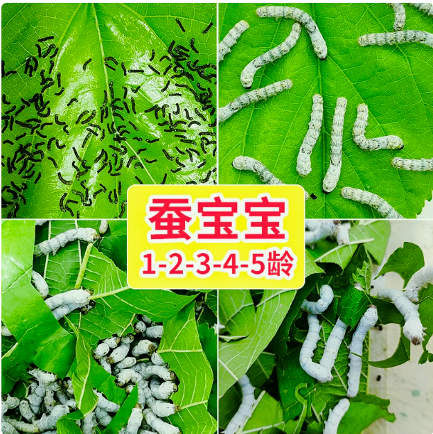 养蚕活物蚕1活体套装龄234幼蚕蚕宝宝桑叶龄小蚕春蚕学生七彩蚕卵