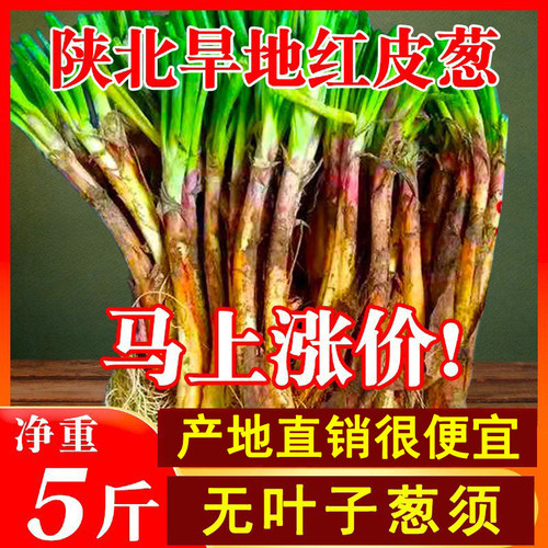 陕北红葱去腥旱地红皮葱新鲜蔬菜