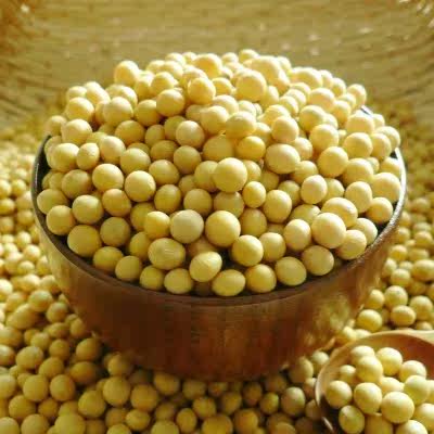 陕北特产新黄豆 榨豆浆黄豆子 农家自种大豆小黄豆 一袋五斤包邮
