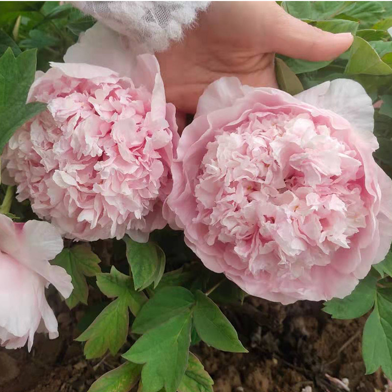 露珠粉菏泽洛阳正宗牡丹花苗观赏大花重瓣大苗树苗庭院盆栽带花苞
